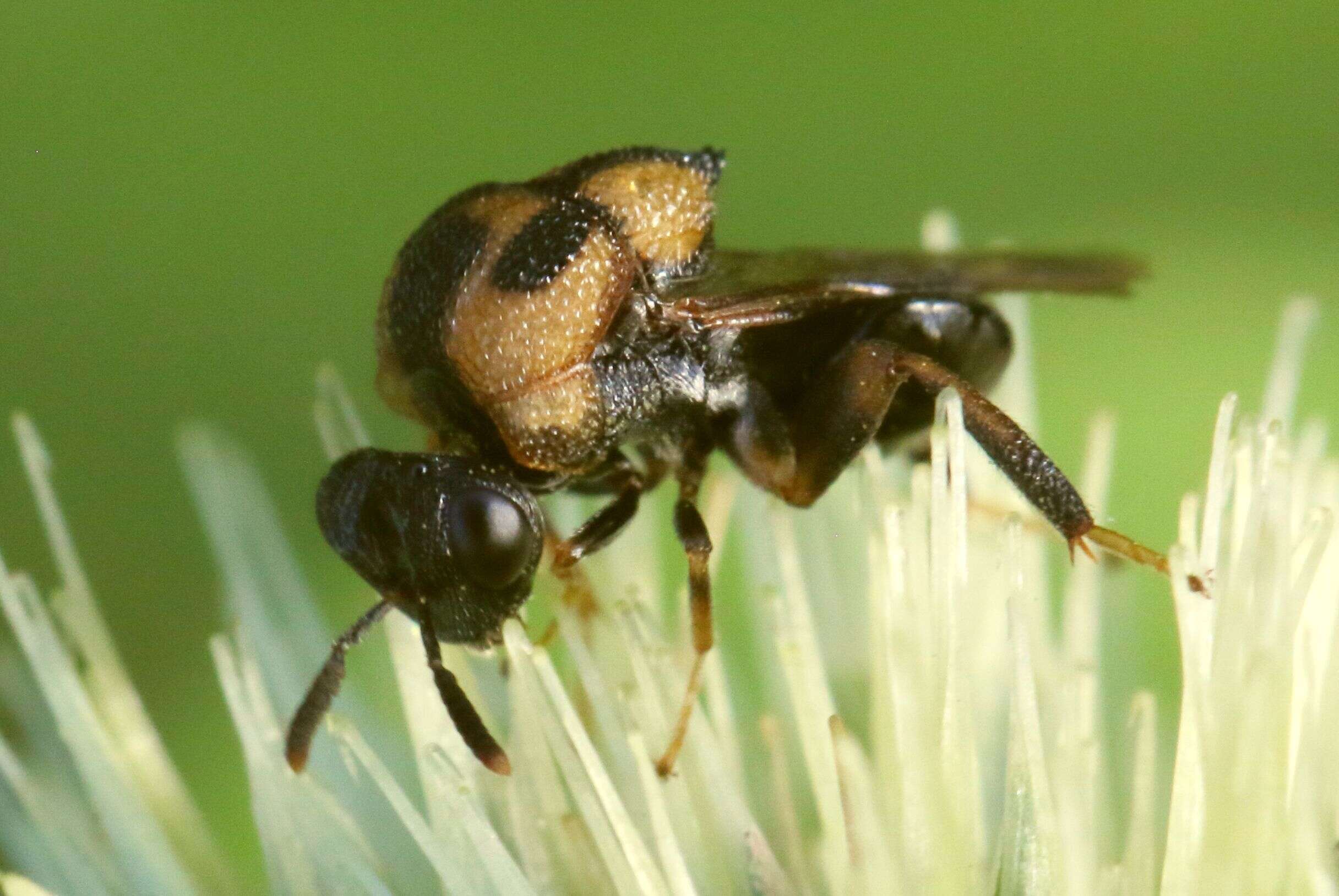 Image of Chrysolampidae