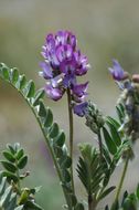 Image of Oxytropis glacialis Benth.