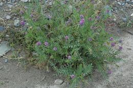 Image of Oxytropis glacialis Benth.