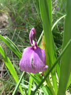 Image of Roscoea schneideriana (Loes.) Cowley