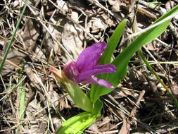 Image of Roscoea schneideriana (Loes.) Cowley