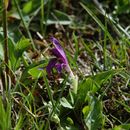 Imagem de Roscoea tibetica Batalin