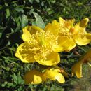 Image of Hypericum japonicum Thunb. ex Murray