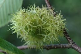 Image of Himalayan hazelnut