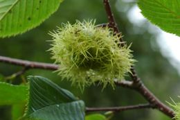 Image of Himalayan hazelnut