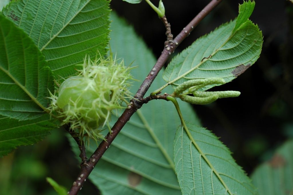 Image of Himalayan hazelnut