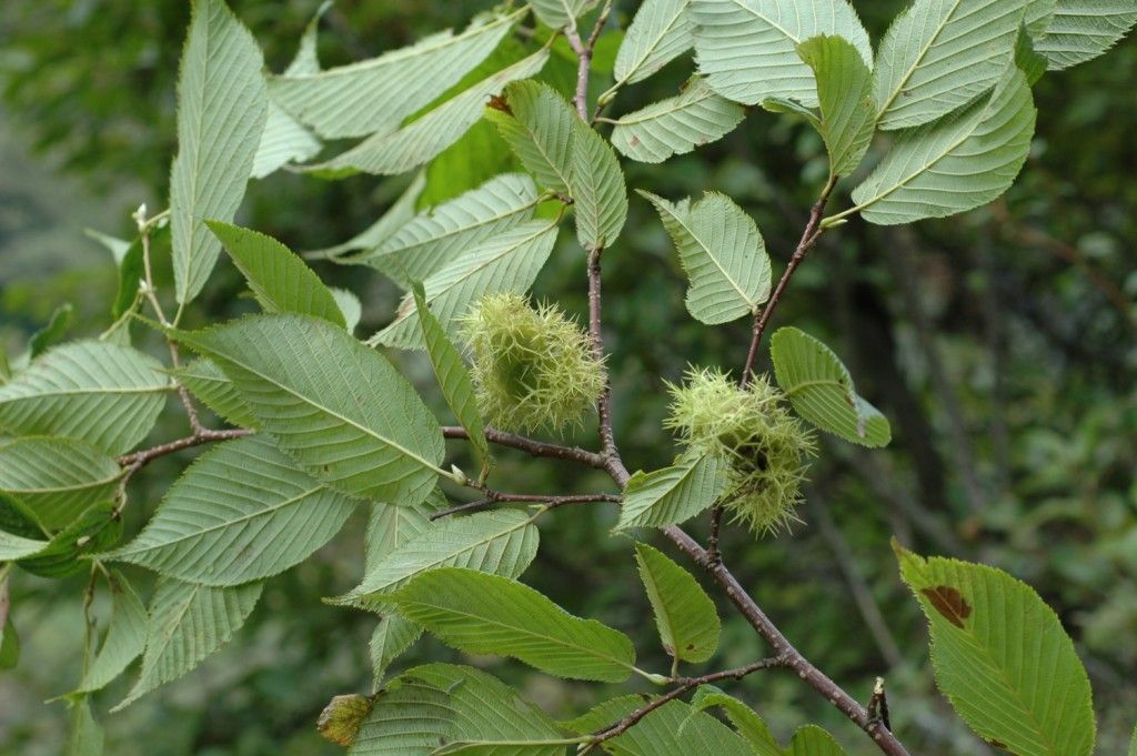 Image of Himalayan hazelnut