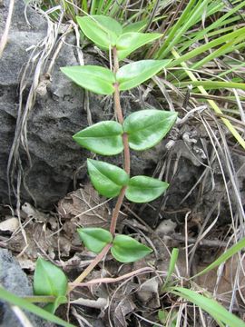 Image of Psammosilene tunicoides W. C. Wu & C. Y. Wu