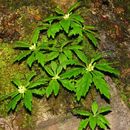 Image of Rhodiola chrysanthemifolia (Leveille) Fu