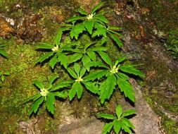 Image of Rhodiola chrysanthemifolia (Leveille) Fu