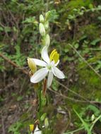 Image of Chlorophytum nepalense (Lindl.) Baker