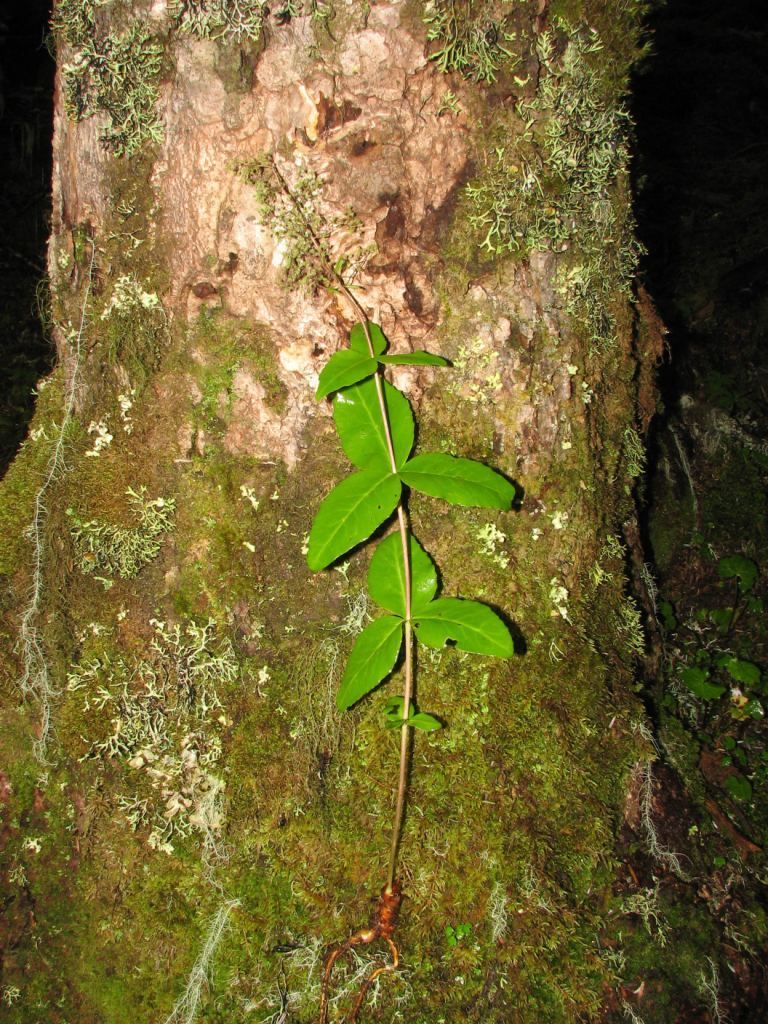 Image of Rhodiola yunnanensis (Franch.) Fu