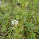 Drosera peltata Thunb. resmi