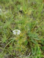 Image of Drosera peltata Thunb.