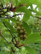 Image of Schisandra sphaerandra Stapf