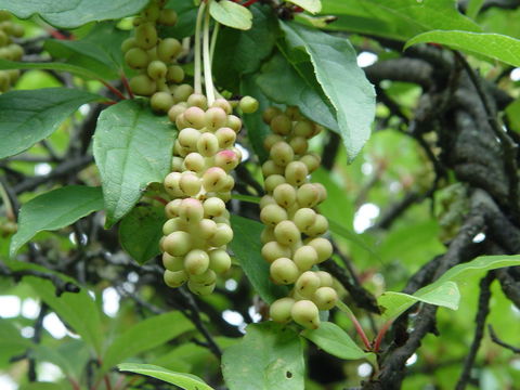 Image of Schisandra sphaerandra Stapf