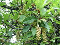 Image of Schisandra sphaerandra Stapf