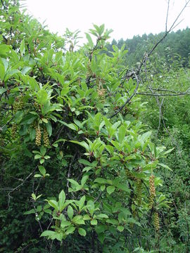 Image of Schisandra sphaerandra Stapf