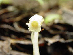 Image of Indian Pipe