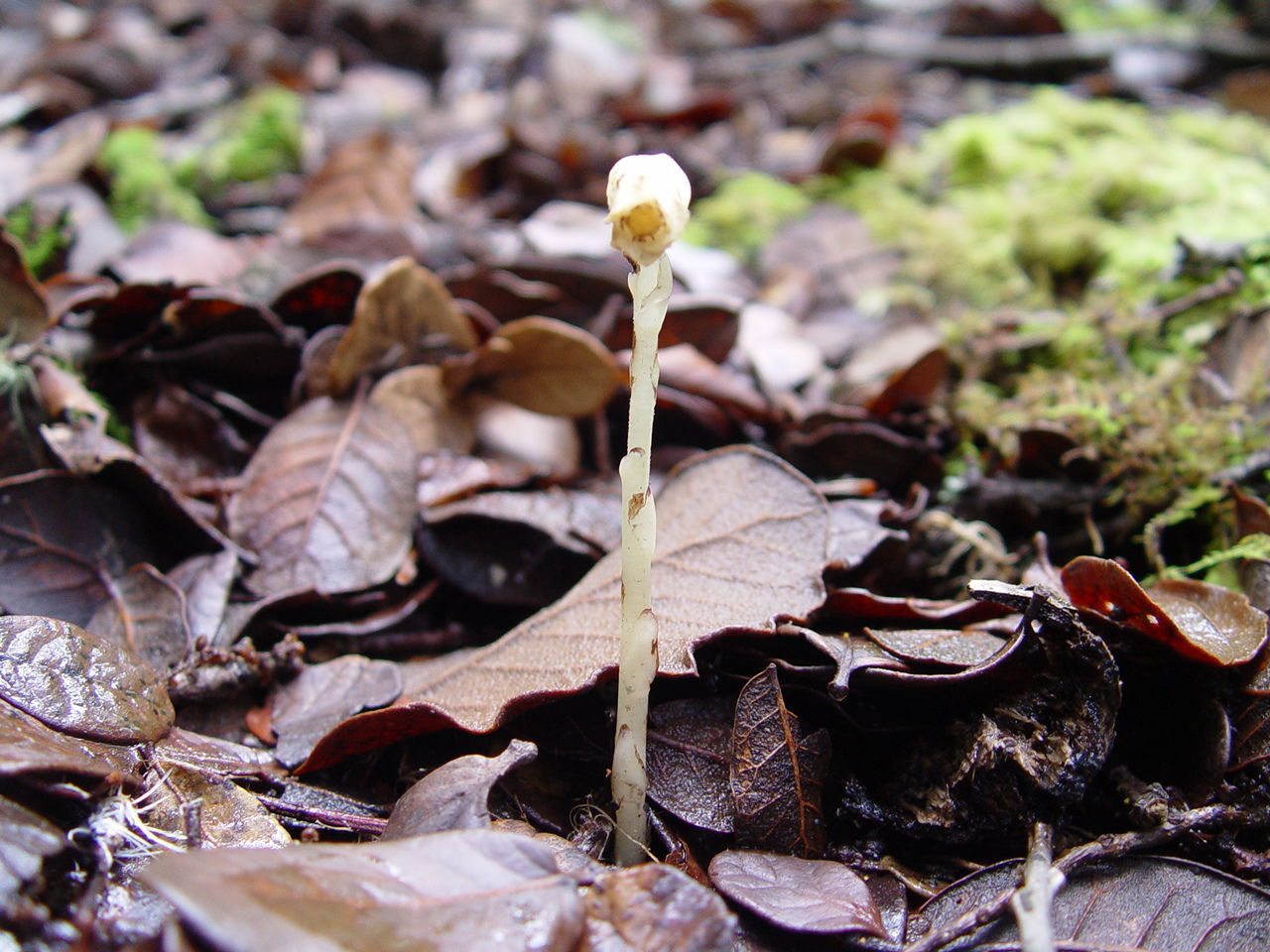 Image of Indian Pipe