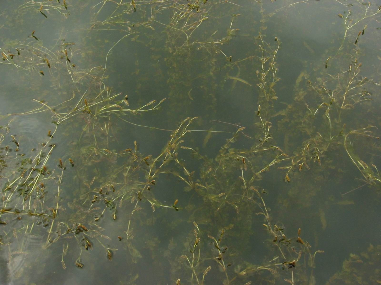 Image of Perfoliate Pondweed