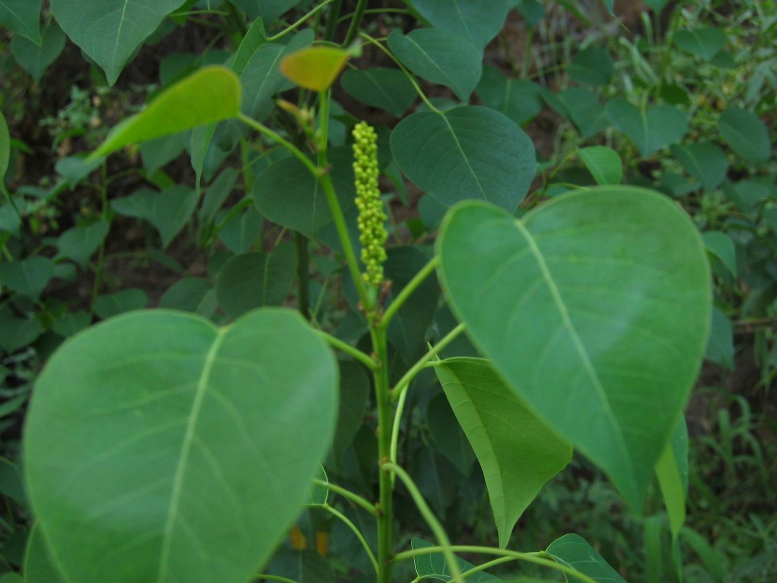 Image of Chinese tallow