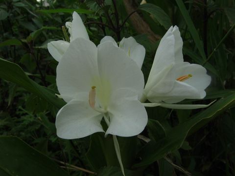 Image of curcuma