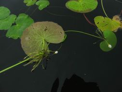 Image de Nymphaea tetragona Georgi