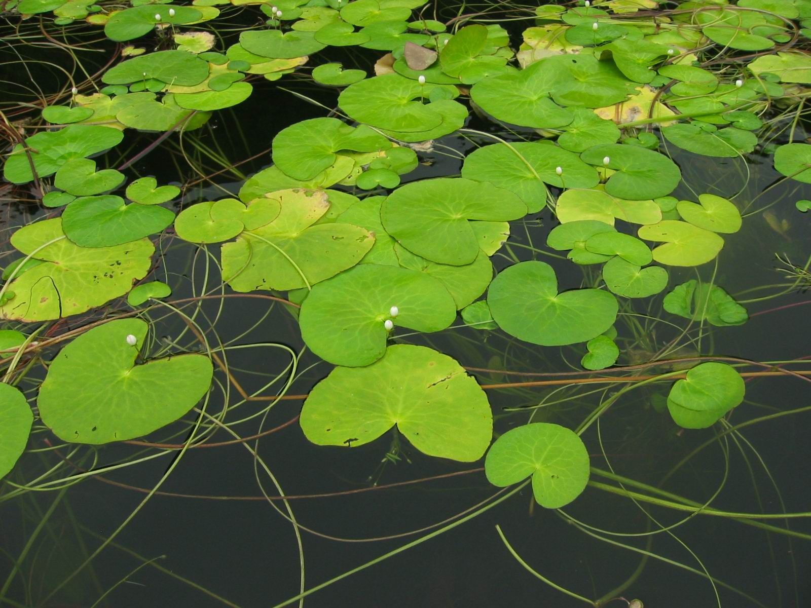 Image de Nymphaea tetragona Georgi