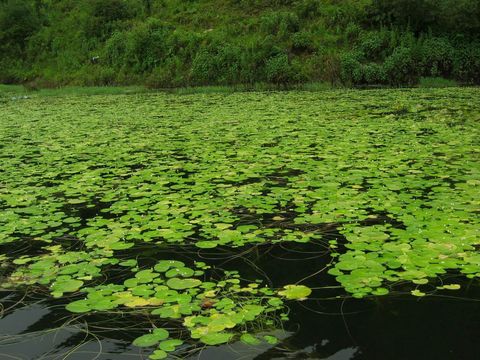 Image de Nymphaea tetragona Georgi