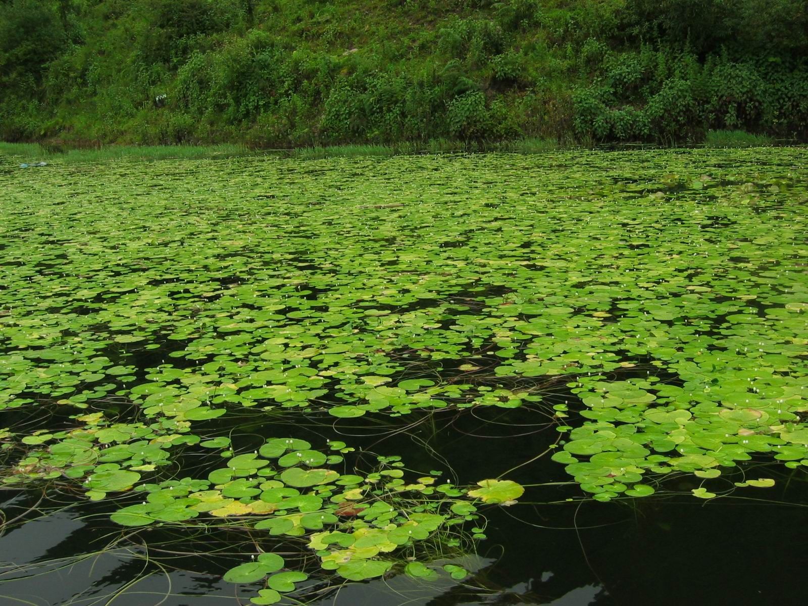 Image of Pygmy Water-Lily