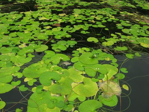 Image de Nymphaea tetragona Georgi