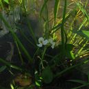 Sagittaria trifolia L. resmi