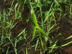 Imagem de Sagittaria trifolia L.