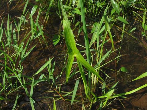 Imagem de Sagittaria trifolia L.