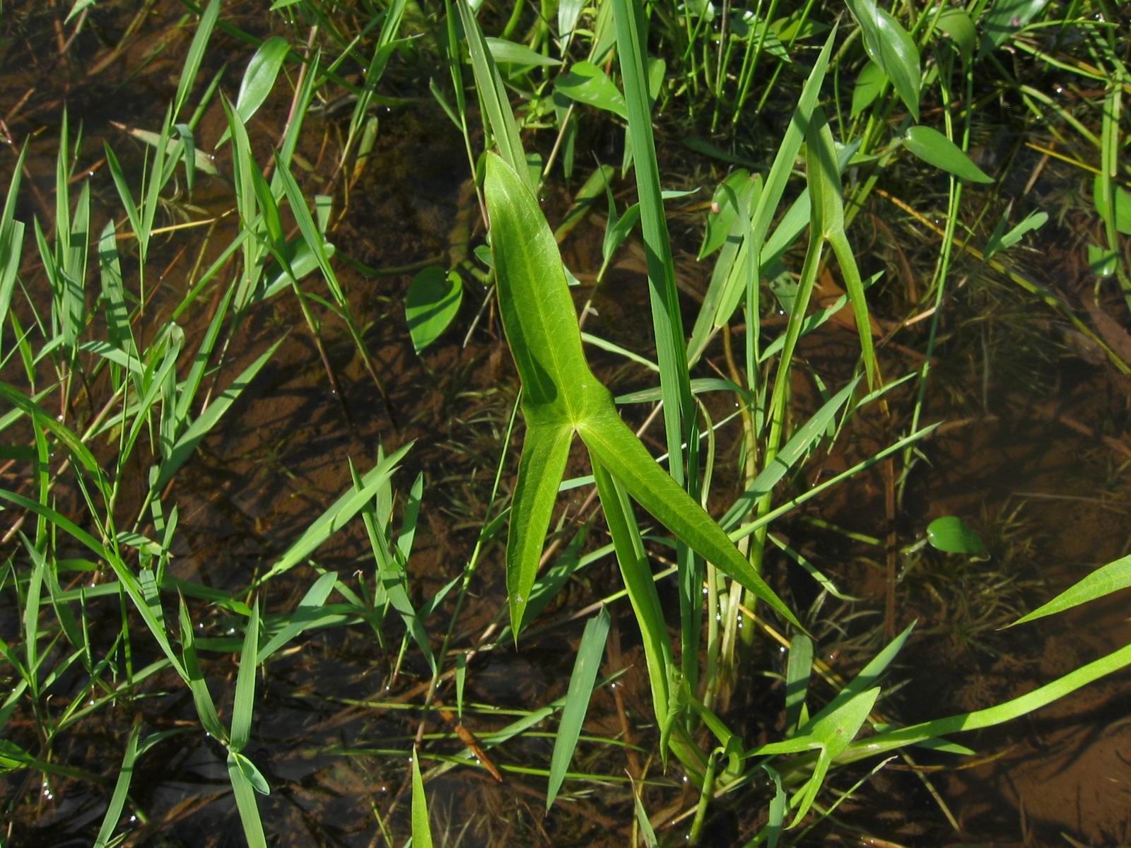 Imagem de Sagittaria trifolia L.