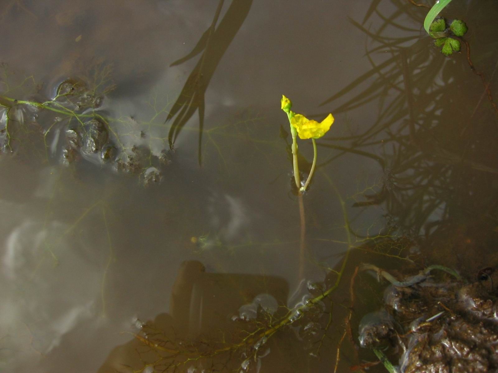 Image de Utricularia aurea Lour.