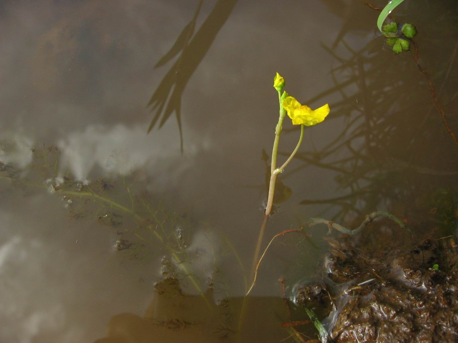 Image de Utricularia aurea Lour.