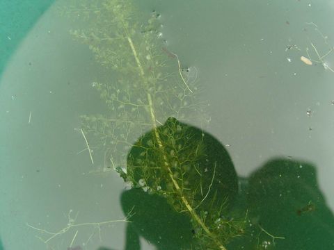 Image de Utricularia aurea Lour.