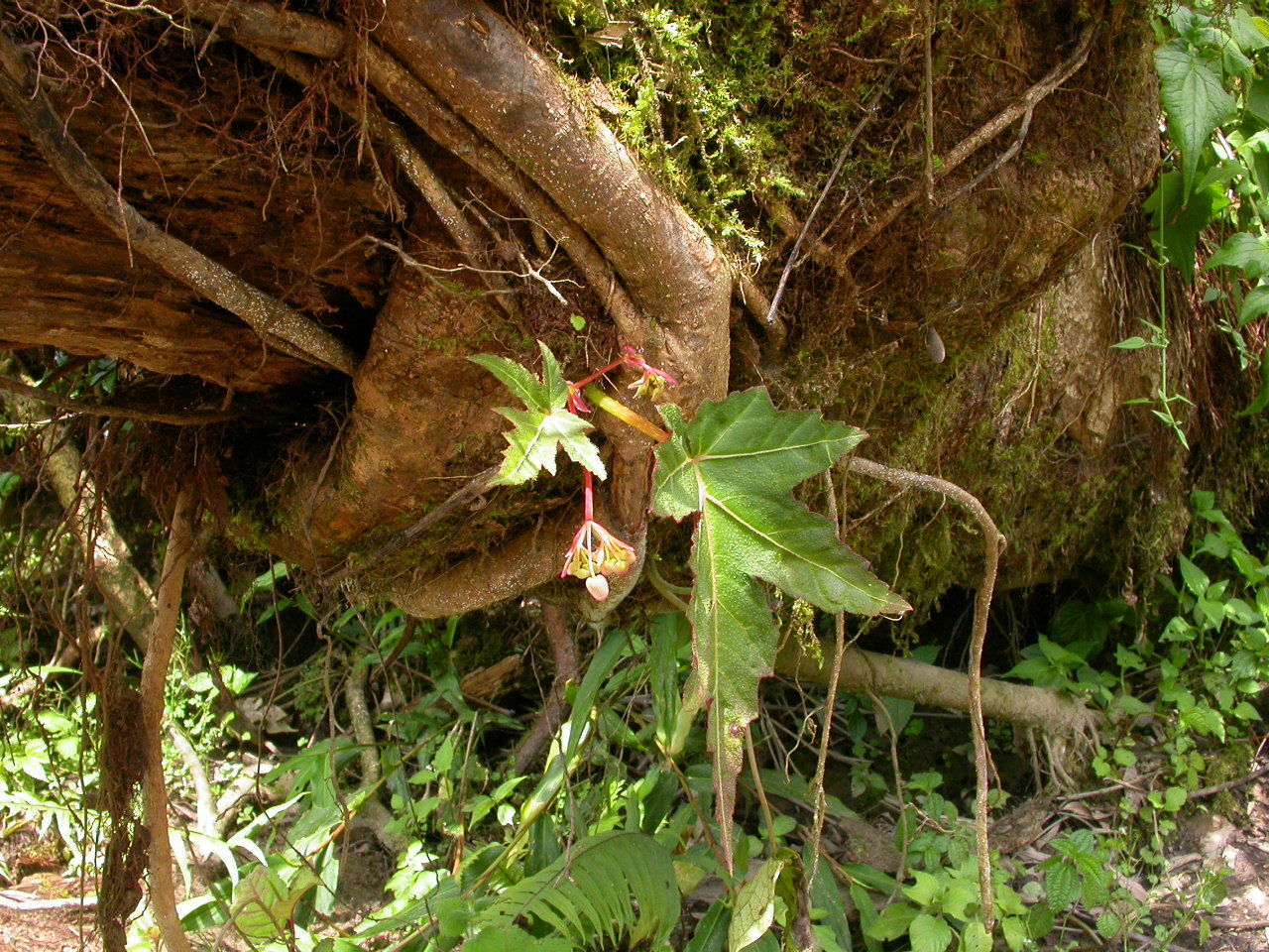 Слика од Begonia arboreta Y. M. Shui