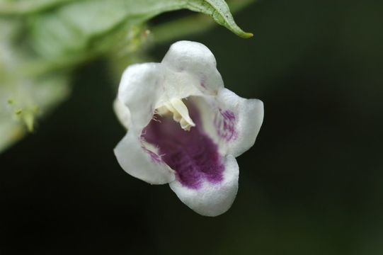 Image of Strobilanthes medogensis (H. W. Li) J. R. I. Wood & Y. F. Deng