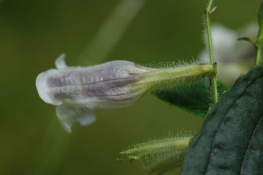 Image of Strobilanthes medogensis (H. W. Li) J. R. I. Wood & Y. F. Deng