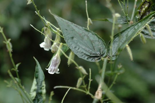 Strobilanthes medogensis (H. W. Li) J. R. I. Wood & Y. F. Deng resmi