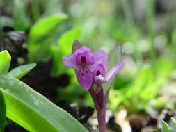 Plancia ëd Galearis spathulata (Lindl.) P. F. Hunt