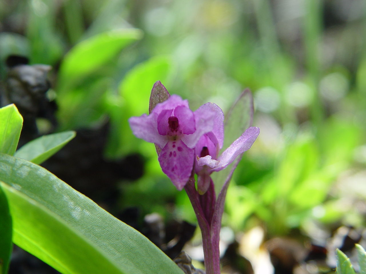 Imagem de Galearis spathulata (Lindl.) P. F. Hunt