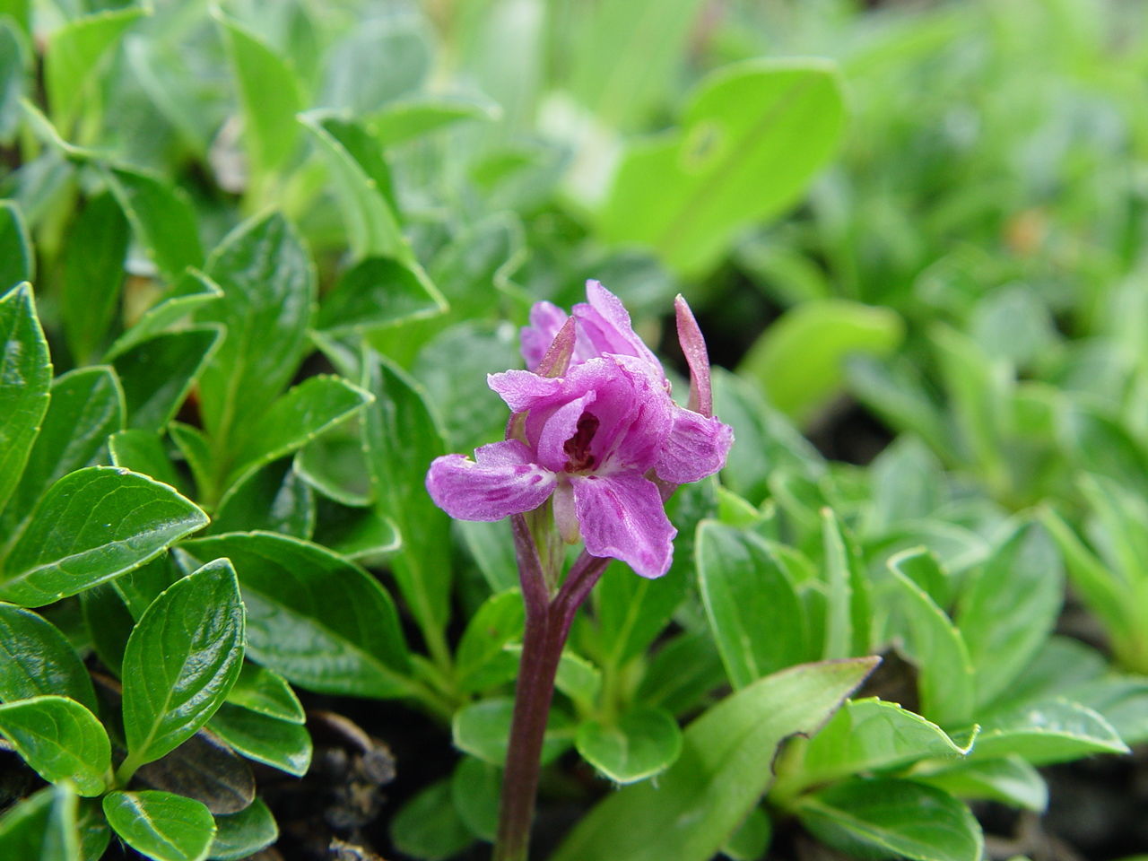 Plancia ëd Galearis spathulata (Lindl.) P. F. Hunt