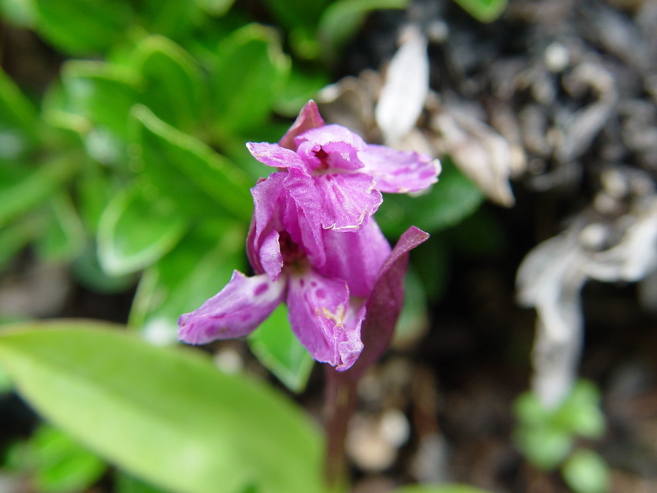 Plancia ëd Galearis spathulata (Lindl.) P. F. Hunt