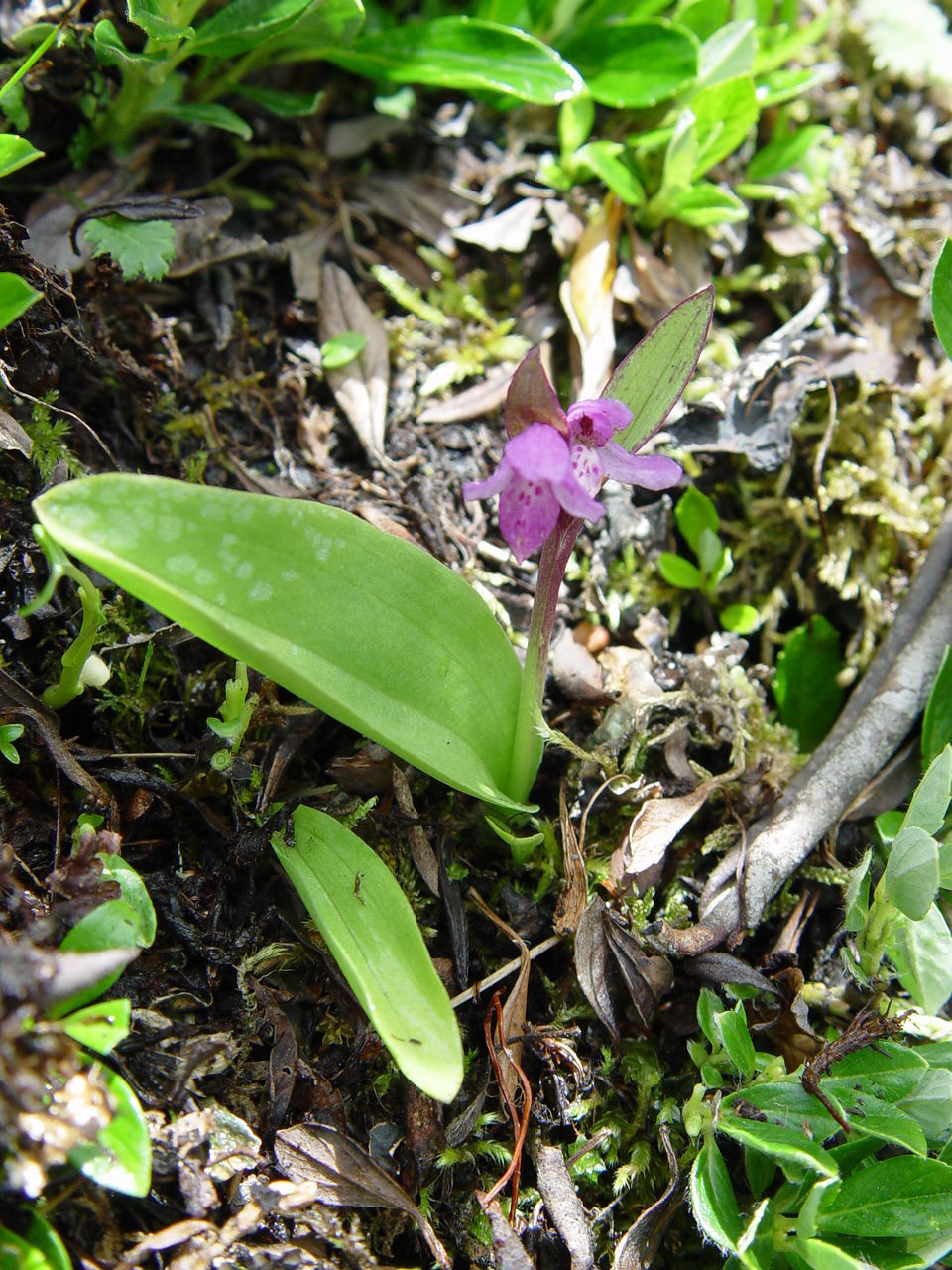 Plancia ëd Galearis spathulata (Lindl.) P. F. Hunt