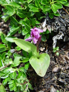 Image of Galearis spathulata (Lindl.) P. F. Hunt