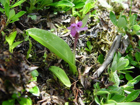 Image of Galearis spathulata (Lindl.) P. F. Hunt